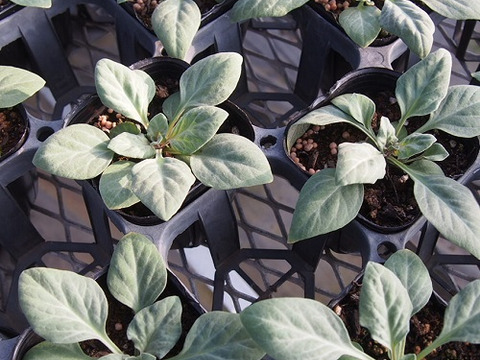 2個セット リシマキアアトロパープレア （ボジョレー） 宿根草 多年草