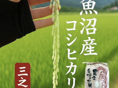 魚沼市で作った美味しいお米　精米  魚沼産コシヒカリ 2㎏  令和7年産