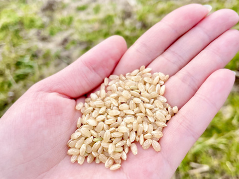 【あざらし様専用】玄米30kg