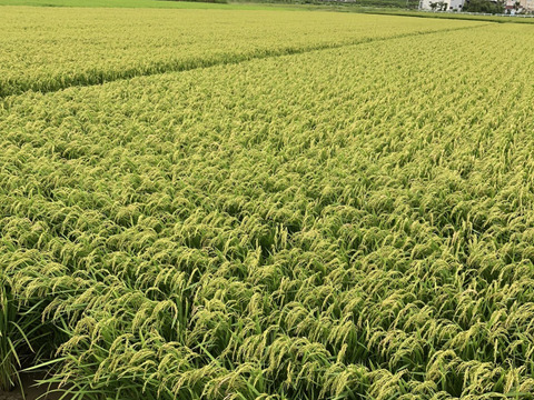 【虹のきらめき白米10kg】【2025年米】新米🌾大粒の食べ応えと甘みが自慢°˖✧