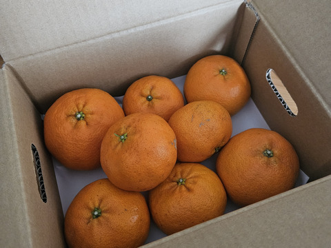 《豊作割引》【家庭用】甘平 2kg ギッシリ果肉のシャキシャキ食感♡愛媛限定高級柑橘♫愛媛みかん！！