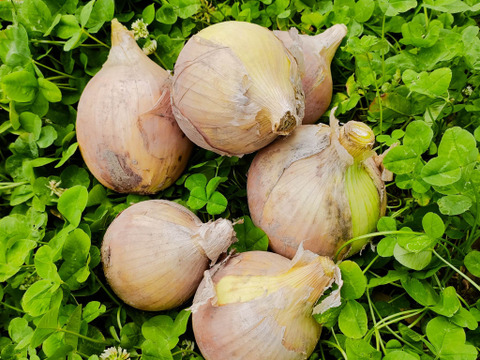 大豊作！玉ねぎ 約10kg 内容量約9.9キロ 埼玉県加須市 遠藤農園