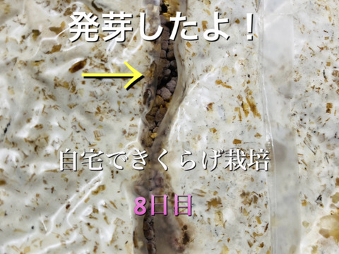 【大人の自由研究】【6月5日までの限定販売】『高知県産きくらげ栽培用の菌床ブロック×2個』簡単な育て方リーフレット付 ※商品到着後1週間以内に切込みを入れ栽培できる方