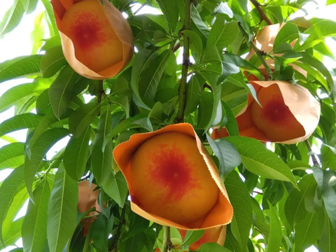 【父の日ギフト】【朝どれ】岡山白桃「はなよめ」（贈答用・約1.4kg）