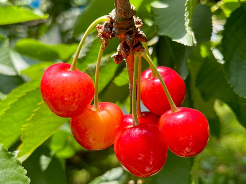 【畑から直送】もぎっぱなし「農家の先生が育てた山形県産佐藤錦」500g（おすすめ！）【予約受付開始】