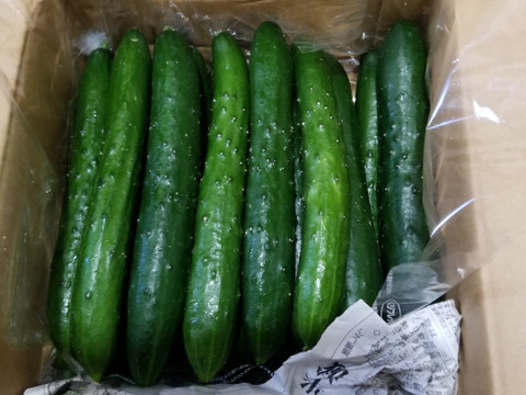 朝採り！信州産きゅうりA品2kg（箱重量込・正味1.8㎏）
