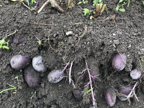 甘くてホクホク！希少な馬鈴薯タワラマゼラン5kg《農薬・化学肥料不使用大阪産認証》