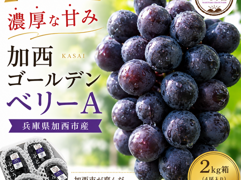 完熟収穫！濃厚な甘みの加西ゴールデンベリーA【2kg】：兵庫県産の
