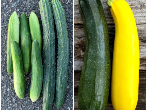 【自然栽培】ズッキーニ＋きゅうり 固定種セット 4kg以上★農薬・肥料不使用