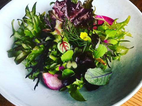 違いはわかります！G20サミット採用サラダ！10種のヨーロピアンリーフミックス【100gパック×7p】▲月・火・水・木着専用▲