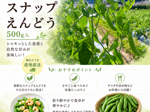 丹波で育てたスナップエンドウ500ｇ入り‼️