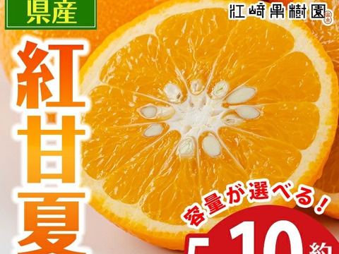 紅甘夏みかん 約5K サイズ：混合：鹿児島県産のみかん・柑橘類