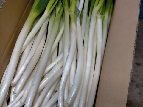 在庫処分 激安 食品 規格外品】白ネギM 鳥取県産(~1cm ネギ 長ねぎ 白ねぎ 10kg程度 野菜