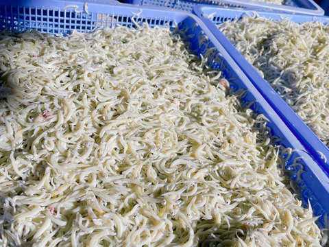 獲れたてピチピチ！茹でたてプリプリ！
大正の無添加釜揚げしらす1キロ