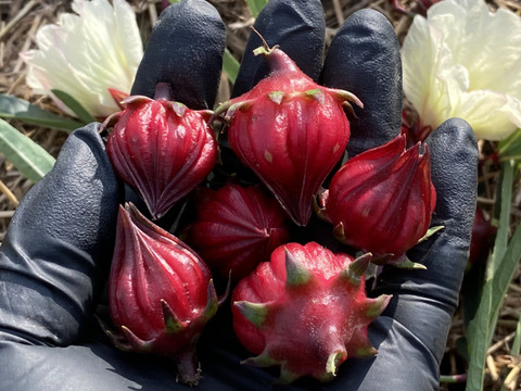 【2kg】ビタミンCたっぷり！爽やかな酸味と彩りを楽しむハイビスカスローゼル 赤穂産