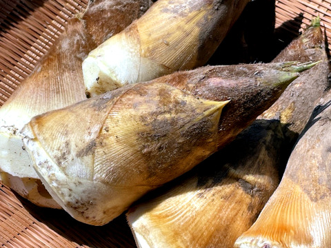 【2026年産】旬の天然タケノコ3kg（富山県氷見産 / ふるさと納税可）/ 栽培期間中、農薬・化学肥料・除草剤不使用［朝掘り採れたて発送］