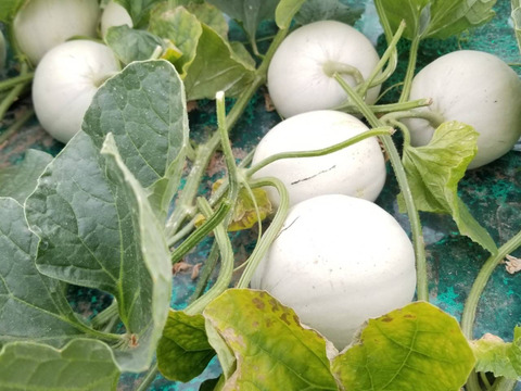 テレ東昼めし旅で紹介されました！香り豊かプリンスメロン【2箱まとめてお届け】