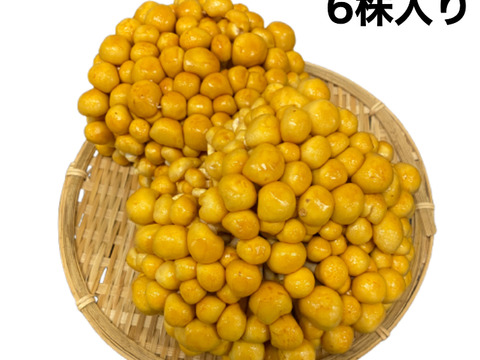 【厳選】歯ごたえと鮮度がちがう！北海道産「株付きなめこ」6株（約1.5kg）