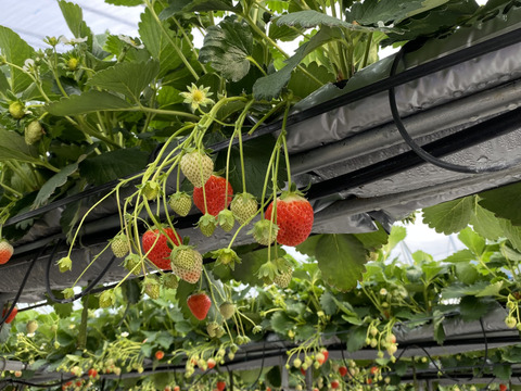 【苺音エコノミーハーフ約600g】香川県産さぬきひめ｜食べチョクいちごグランプリ2025金賞受賞❗️