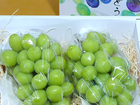 【贈答用】温室栽培シャインマスカット　2房（1.1Kｇ以上）