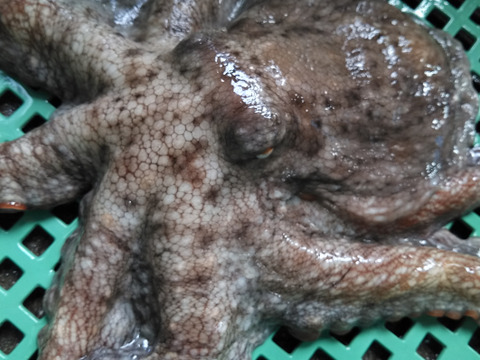 大サイズで2ｋｇ（1-2杯）旨いマダコ タコ 真蛸 宮城県産 活〆発送です。まだこ たこ タコ刺し身 刺身  タコ焼きにも タコ焼き タコから揚げ タコ唐揚げ