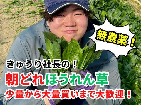 農薬不使用とれたて朝どり【ほうれん草】25袋／常温配送