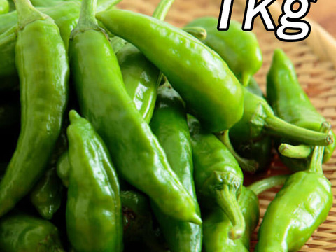 朝採れ『シシトウ 1kg』千葉県南房総の農家より直送！収穫当日発送♪