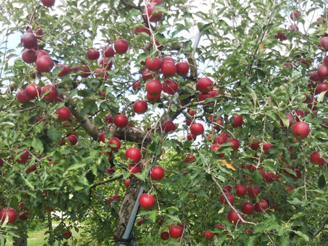 生でも加工でも！ りんご紅玉 (B品2㎏)