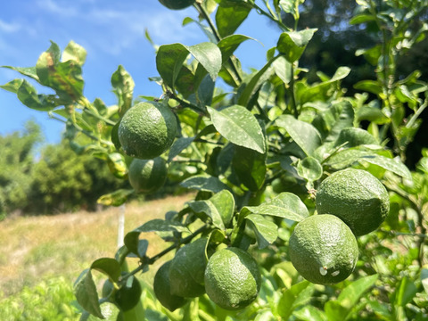 愛媛産！！  レモン　5ｋｇ 
訳ありサイズバラバラ！