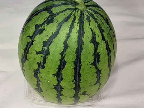 【中玉スイカ】糖度１0度以上「１玉」高野山麓紀美野産