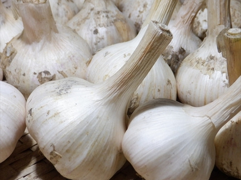 生ニンニク　1kg　(M～Sサイズ混合)　自然栽培（栽培期間中　肥料・農薬・除草剤不使用）