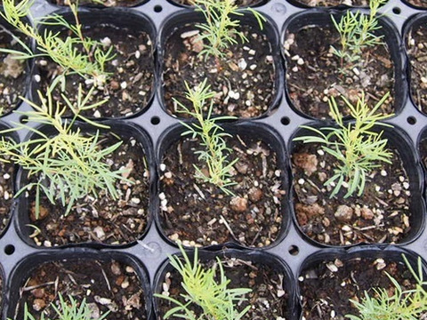 2個セット  ペタロステマム ステファニー  イングリッシュガーデン 花苗 多年草 宿根草