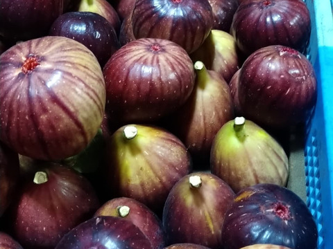 【農薬・化学肥料不使用】いちじく（約1．4kg）16～24粒