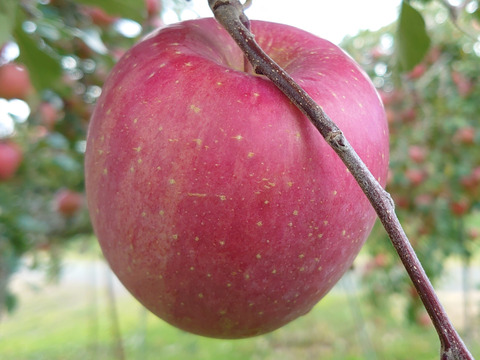 【金の蜜】旬のフルーツを閉じ込めた、３種のフルーツジュースセット（桃・シナノゴールド・サンふじ）