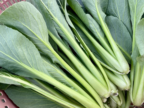 小松菜4kg(200g×20袋) 農薬・化学肥料不使用