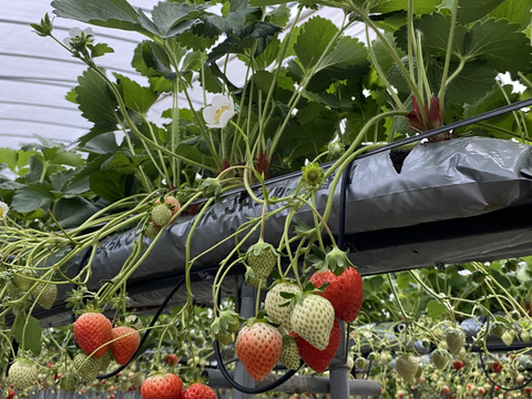 【苺音エコノミープラス約1.8kg】香川県産さぬきひめ｜食べチョクいちごグランプリ2025金賞受賞❗️