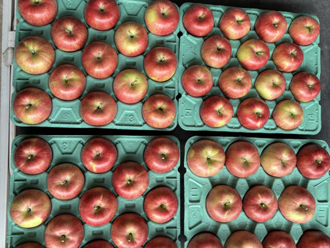 シナノスイート　ご家庭用　【5kg】