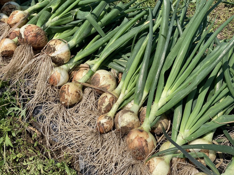 《農薬化学肥料不使用》『七宝早生』甘くて肉厚！みずみずしさが特徴の新タマネギ3kg！