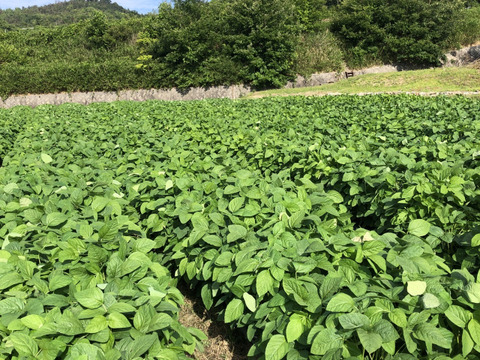 【おまけ有】 限定 極上2～4粒枝豆選定品❗ 1.0Kg(500g×2袋) 🤗 贈答品にもオススメ🍀 朝取出荷 鮮度抜群 香り枝豆 ✨『月夜音(つきよね)』 ✨👨‍🌾晴れの国おかやま 国産枝豆