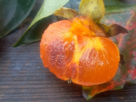 四ツ目柿　肥料農薬不使用　自然栽培