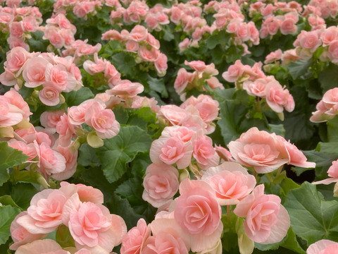 【贈答用】上品なライトピンク！ファンの多いエラチオールベゴニア【ルイーズ】4.5寸