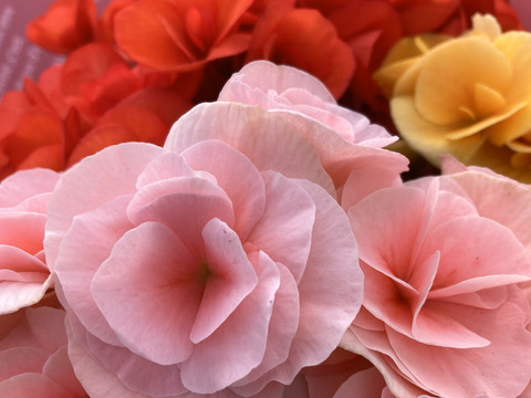 【贈答用】可愛らしい3色のベゴニアが入った人気商品です。エラチオールベゴニア【バスケット３入】４寸