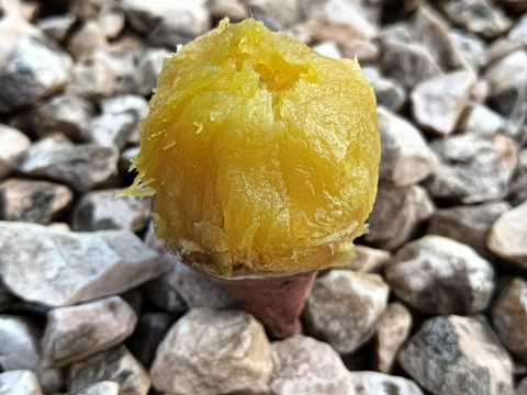 冷凍  一口 焼き芋 250g×12