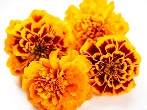 美食の演出！エディブルフラワー『SANOKA』マリーゴールド MIX8輪入り 食用花 ケーキ スイーツ 肉料理　魚料理デコレーションにも！