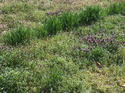 自然農で作りました！令和5年北杜市産もちあわ400g