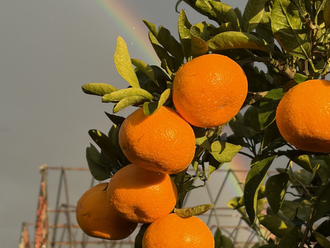 〜みかんの甘さの向こう側を知りたい〜over the みかん🍊【箱込10kg】