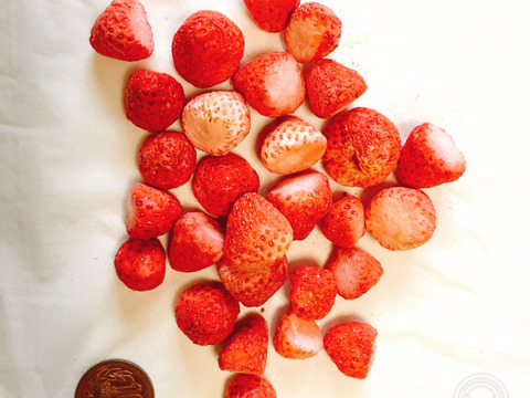 【いちご農家直送】青森県産夏秋いちごジャムアイス１２個&フリーズドライいちご固形セット【ギフトにも】