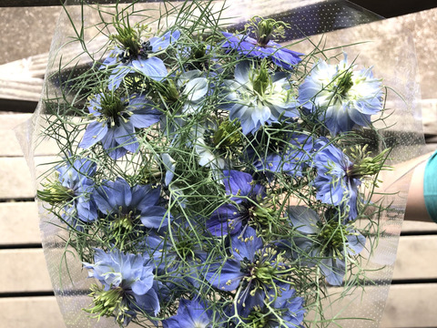 期間限定 摘みたてニゲラの花束 福島県産 食べチョク 農家 漁師の産直ネット通販 旬の食材を生産者直送