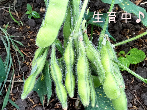 【自然栽培】枝豆(茶豆) サヤのみ１kg★農薬・肥料不使用｜茶大豆えだまめ