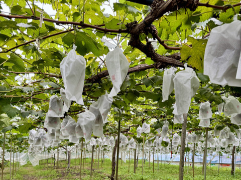 【訳ありご家庭用】限定50箱 ニューピオーネ約1.0kg着色不良でも味は美味しい！